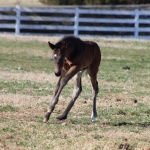 "Teddy" - out of Im Money Too (Owned by Seaside Farm)